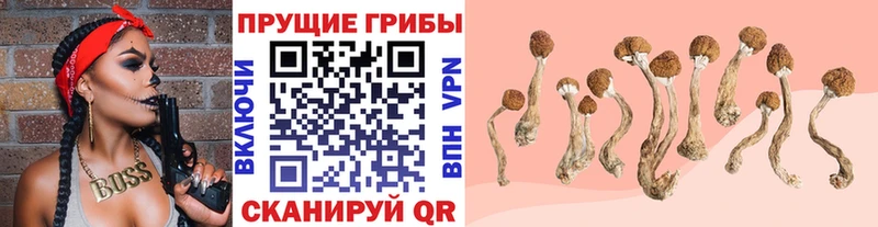 Галлюциногенные грибы Psilocybe  дарнет шоп  Иннополис 
